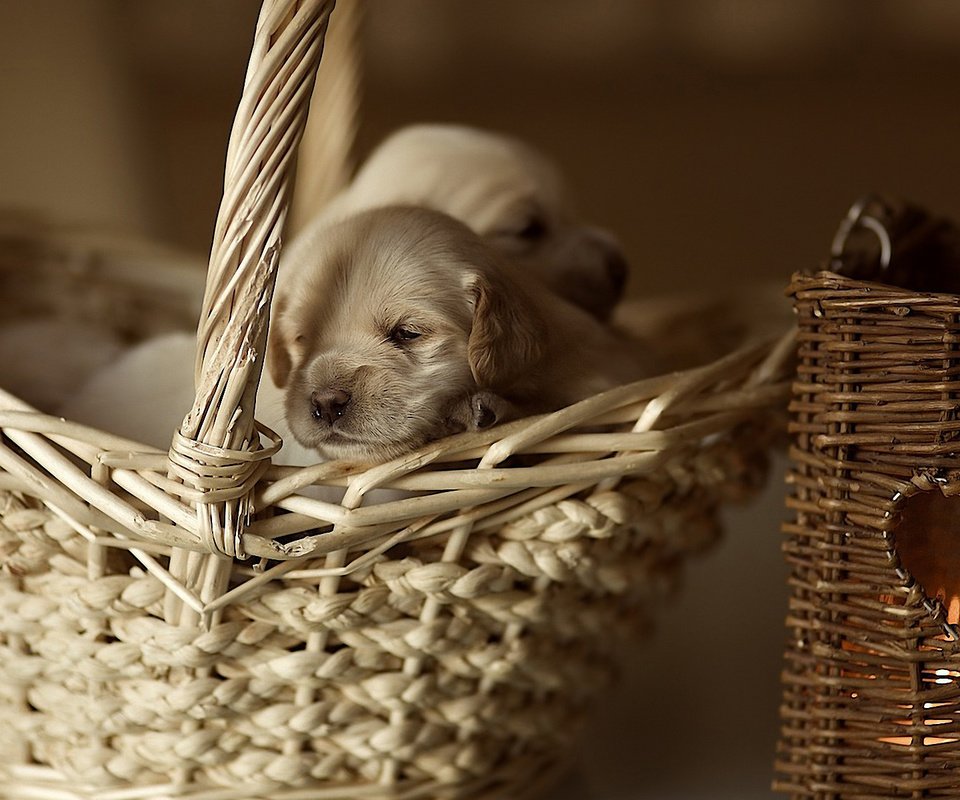 Обои корзина, щенки, малыши, собаки, маленькие, лабрадор ретривер, basket, puppies, kids, dogs, small, labrador retriever разрешение 1920x1200 Загрузить