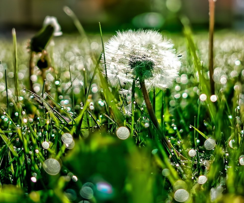 Обои свет, трава, роса, блики, поляна, одуванчик, light, grass, rosa, glare, glade, dandelion разрешение 1920x1080 Загрузить