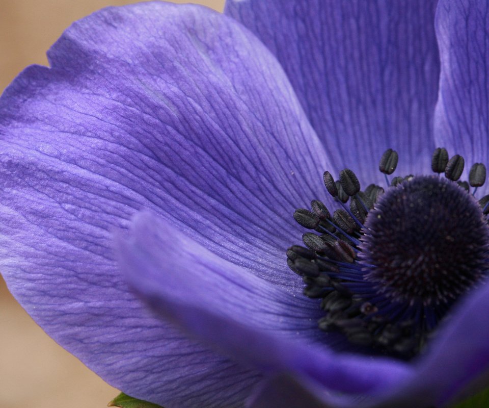 Обои цветок, фиолетовый, крупным планом, ветреница, анемон, flower, purple, closeup, anemone разрешение 1920x1200 Загрузить