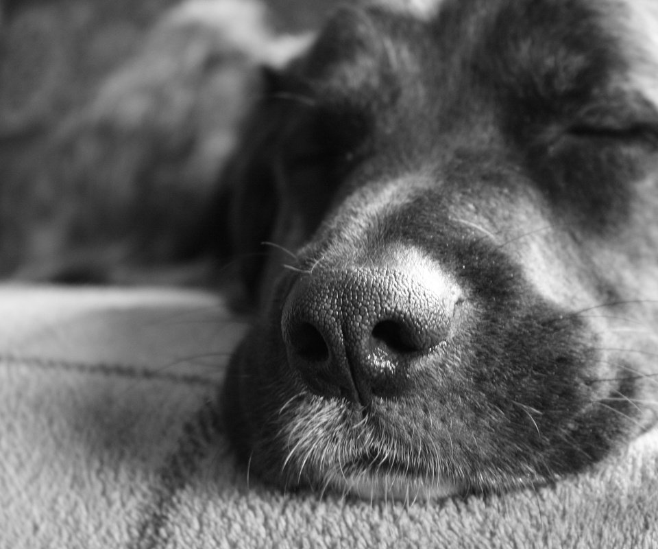 Обои морда, чёрно-белое, собака, спит, друг, нос, face, black and white, dog, sleeping, each, nose разрешение 2560x1600 Загрузить