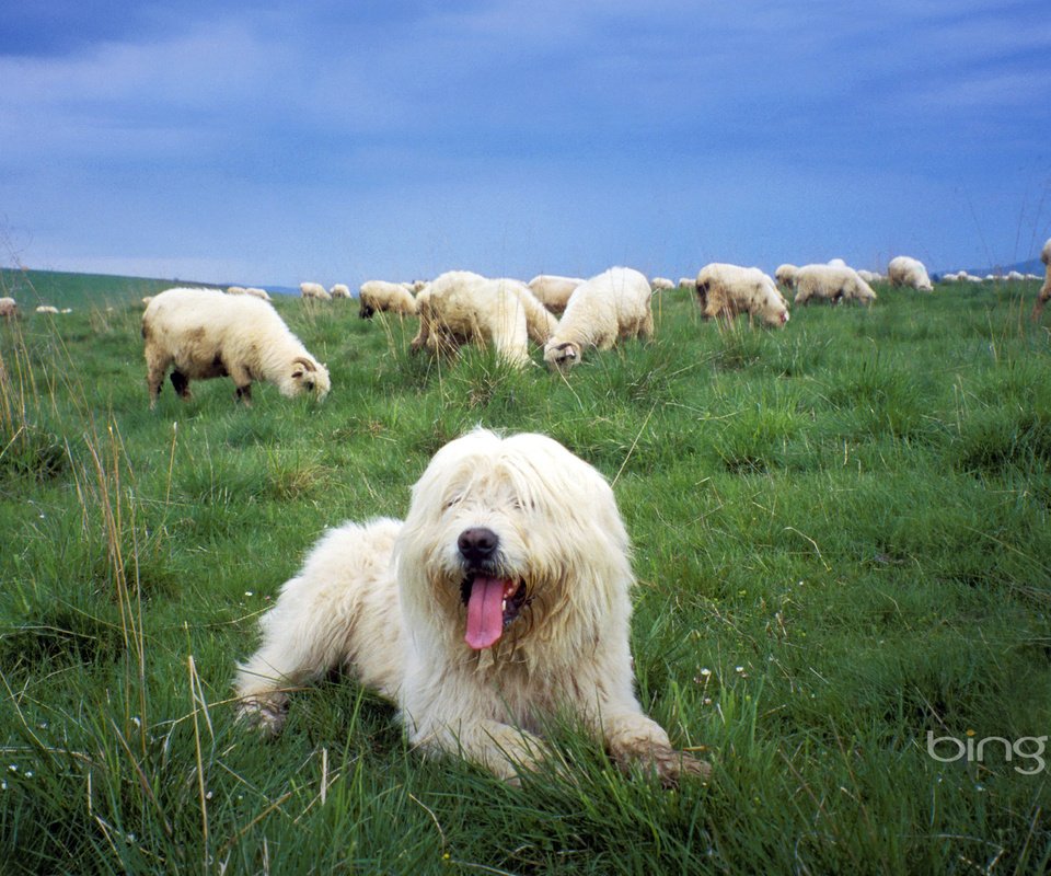 Обои трава, собака, овцы, grass, dog, sheep разрешение 1920x1200 Загрузить