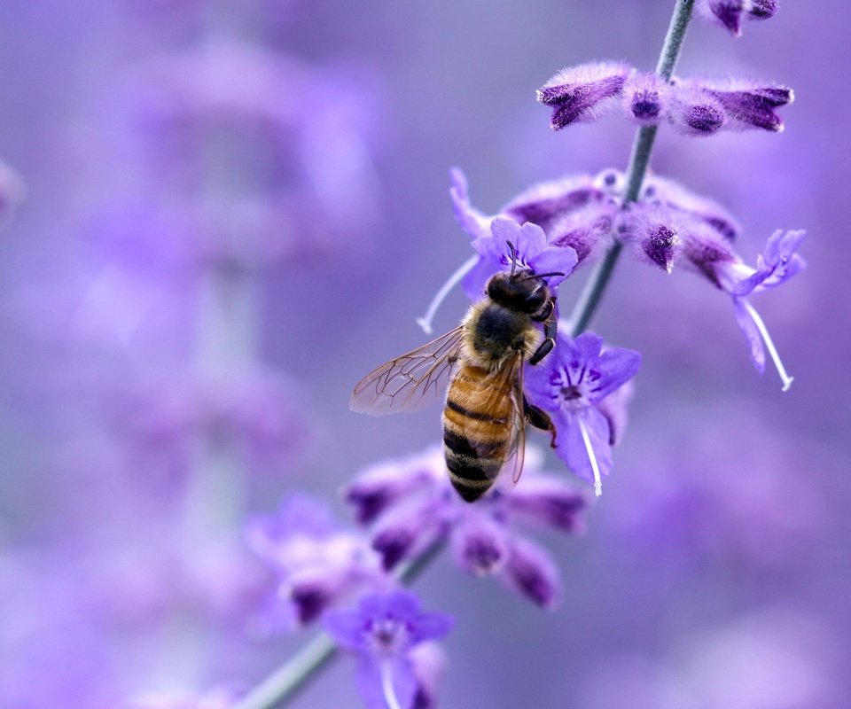 Обои макро, цветок, насекомые, пчела, macro, flower, insects, bee разрешение 1920x1200 Загрузить