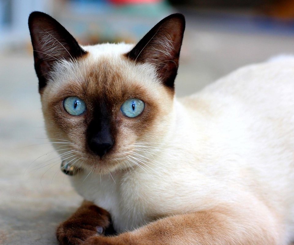 Обои кошка, сиамская, голубоглазая, сиамская кошечка, cat, siamese, blue-eyed, siamese cat разрешение 1920x1200 Загрузить