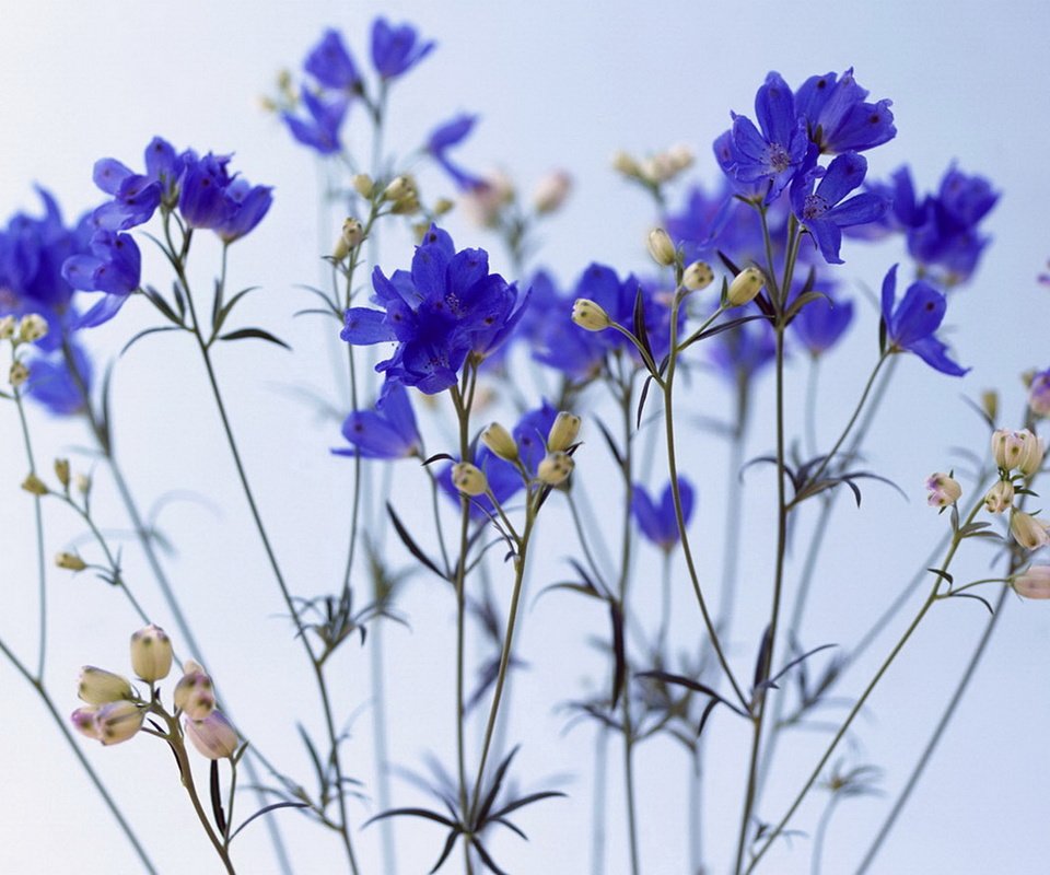 Обои цветы, синее, васильки, flowers, blue, cornflowers разрешение 1920x1080 Загрузить