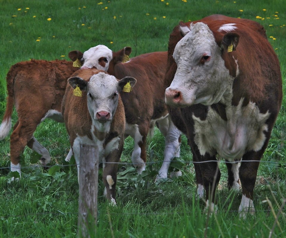 Обои трава, ограждение, одуванчики, корова, коровы, телята, grass, the fence, dandelions, cow, cows, calves разрешение 1920x1200 Загрузить