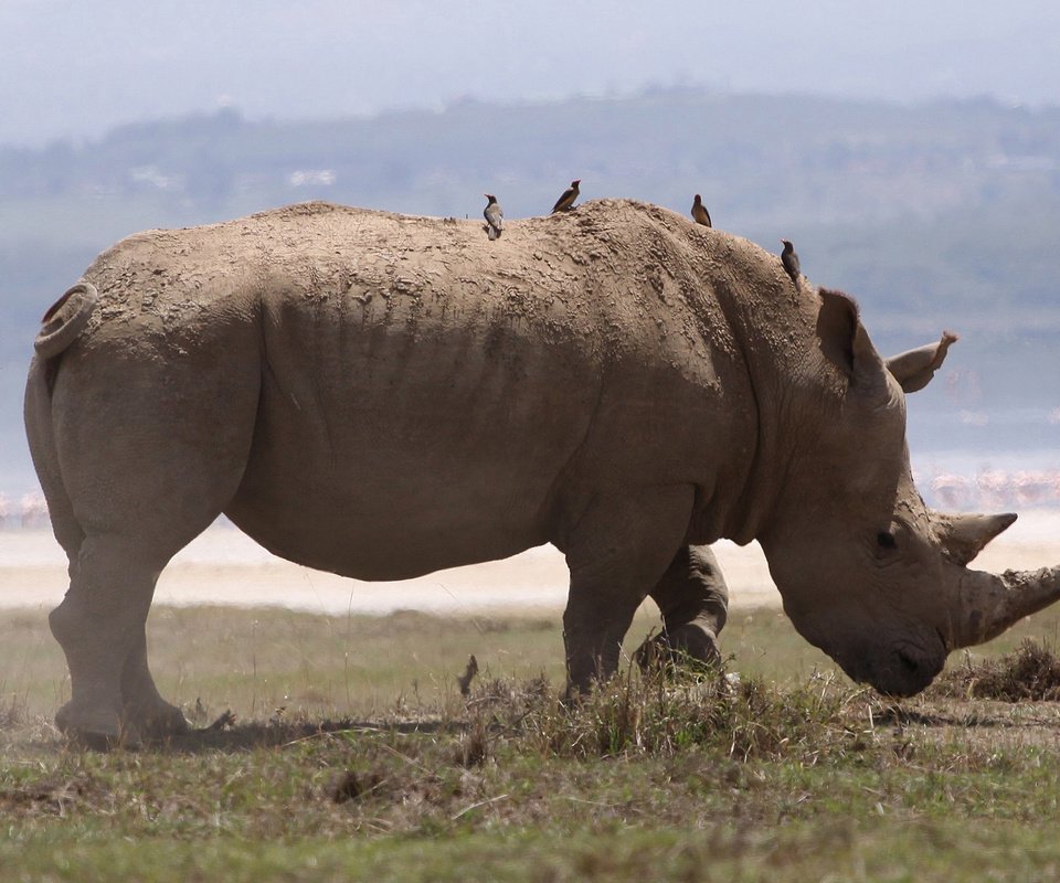 Обои природа, животное, носорог, млекопетающее, непарнокопытное, nature, animal, rhino, mlekopitayuschie, equine разрешение 1920x1200 Загрузить