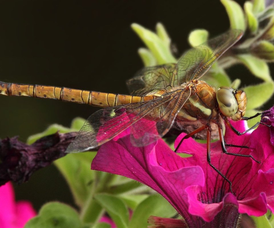 Обои цветы, макро, насекомое, стрекоза, красивая стрекоза, flowers, macro, insect, dragonfly, beautiful dragonfly разрешение 1920x1200 Загрузить