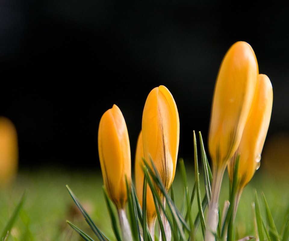 Обои цветы, капли, весна, желтые, крокусы, желтый первоцвет, flowers, drops, spring, yellow, crocuses, yellow primrose разрешение 1920x1280 Загрузить
