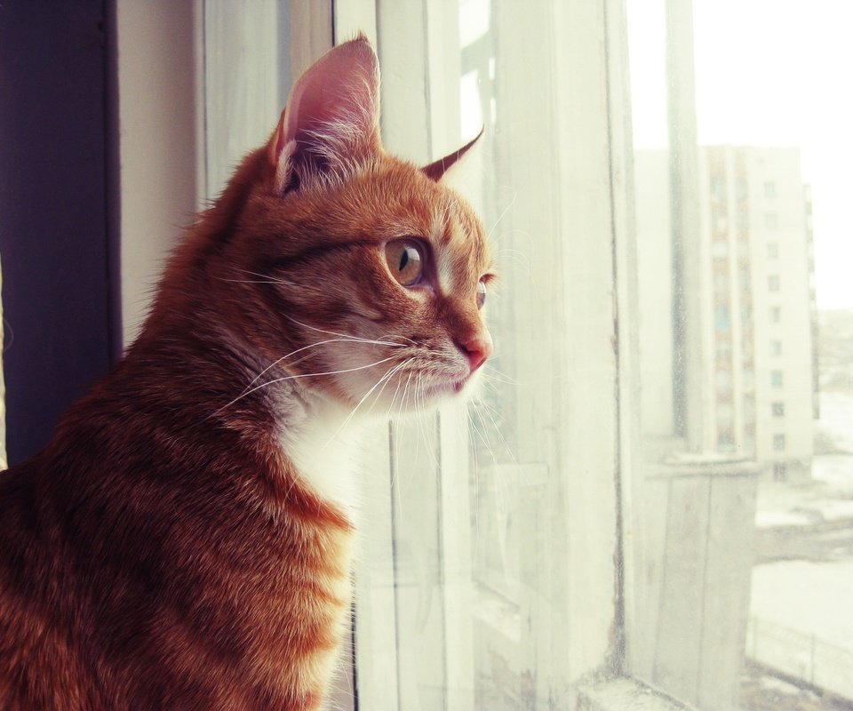 Обои кот, смотрит, сидит, окно, рыжий, рыжик, котик, скучаю, cat, looks, sitting, window, red, ginger, miss разрешение 1920x1440 Загрузить