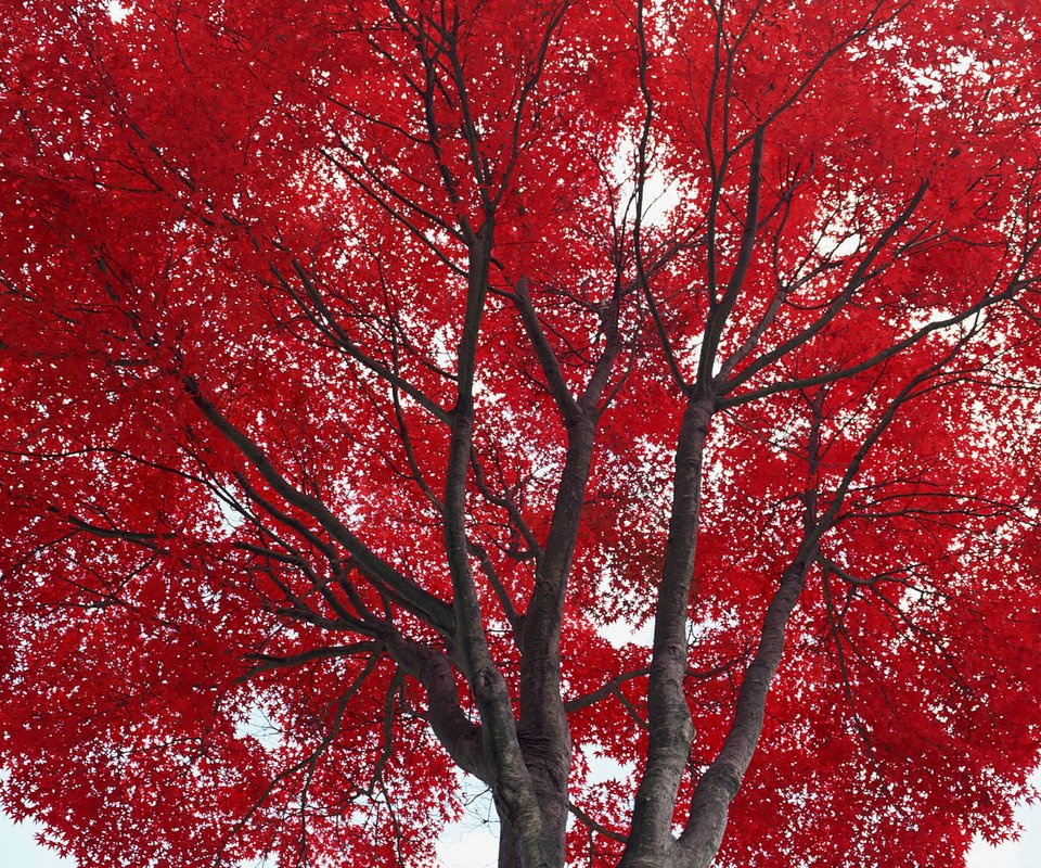 Обои дерево, листья, осень, красные, tree, leaves, autumn, red разрешение 1920x1200 Загрузить