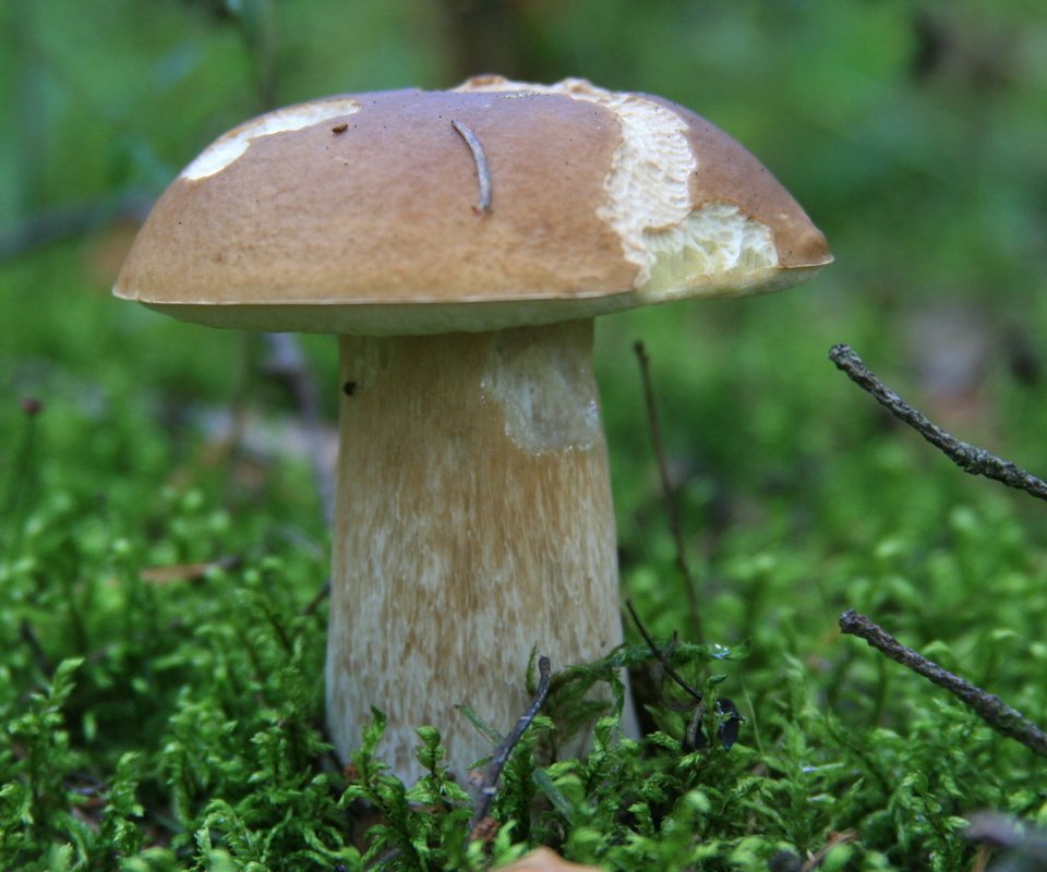 Обои трава, природа, лес, осень, гриб, белый гриб, grass, nature, forest, autumn, mushroom, white mushroom разрешение 1920x1280 Загрузить