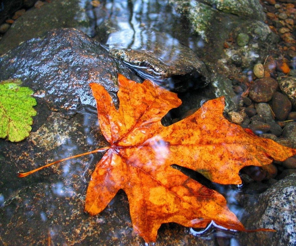 Обои вода, камни, листья, осень, лист, клен, мокрый, water, stones, leaves, autumn, sheet, maple, wet разрешение 1920x1200 Загрузить