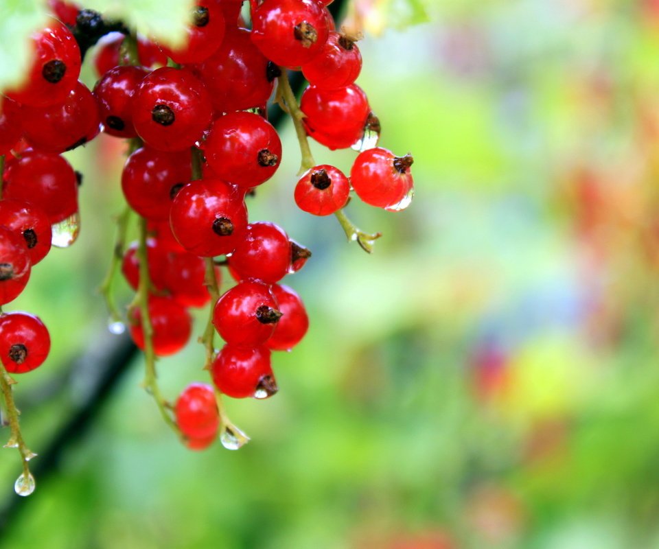 Обои роса, капли, ягода, красная смородина, rosa, drops, berry, red currant разрешение 1920x1280 Загрузить