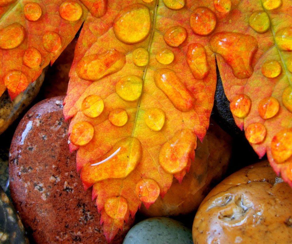 Обои камни, листья, капли, осень, лист, клен, stones, leaves, drops, autumn, sheet, maple разрешение 1920x1200 Загрузить