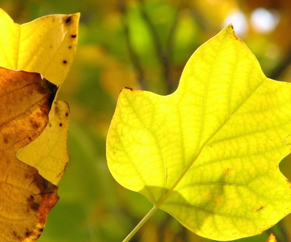 Обои листья, макро, осень, прожилки, желтые, leaves, macro, autumn, veins, yellow разрешение 1920x1200 Загрузить