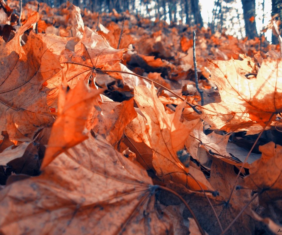 Обои природа, лес, листья, листва, осень, клен, сухая, nature, forest, leaves, foliage, autumn, maple, dry разрешение 1920x1440 Загрузить