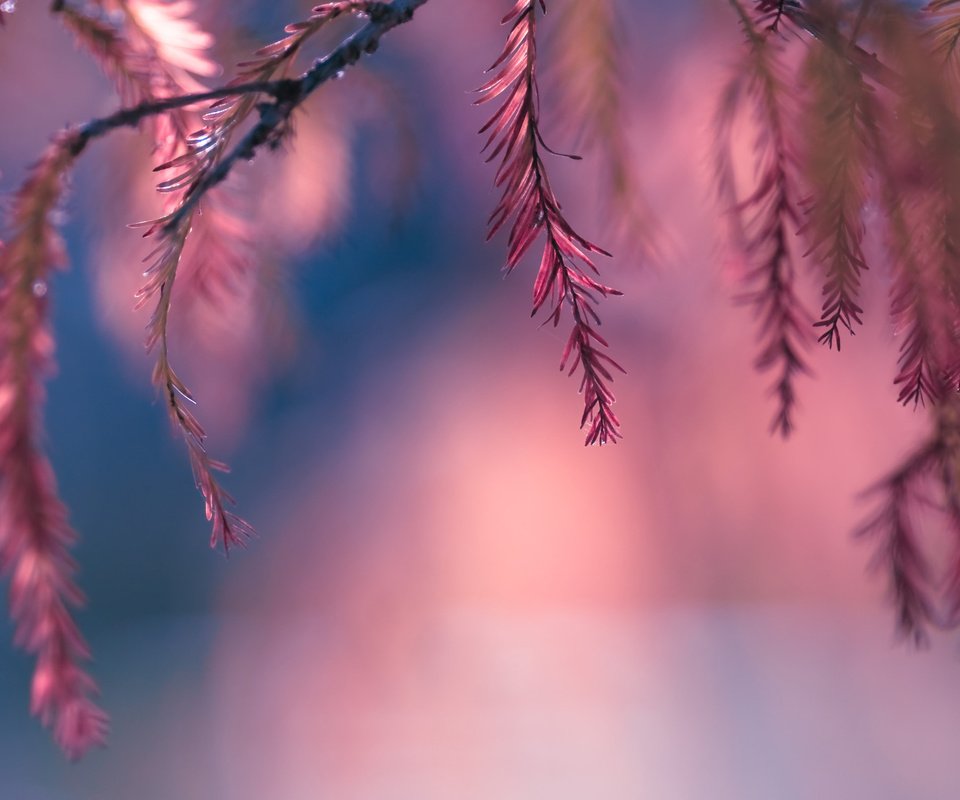 Обои листья, макро, розовый, боке, веточки, leaves, macro, pink, bokeh, twigs разрешение 1920x1277 Загрузить