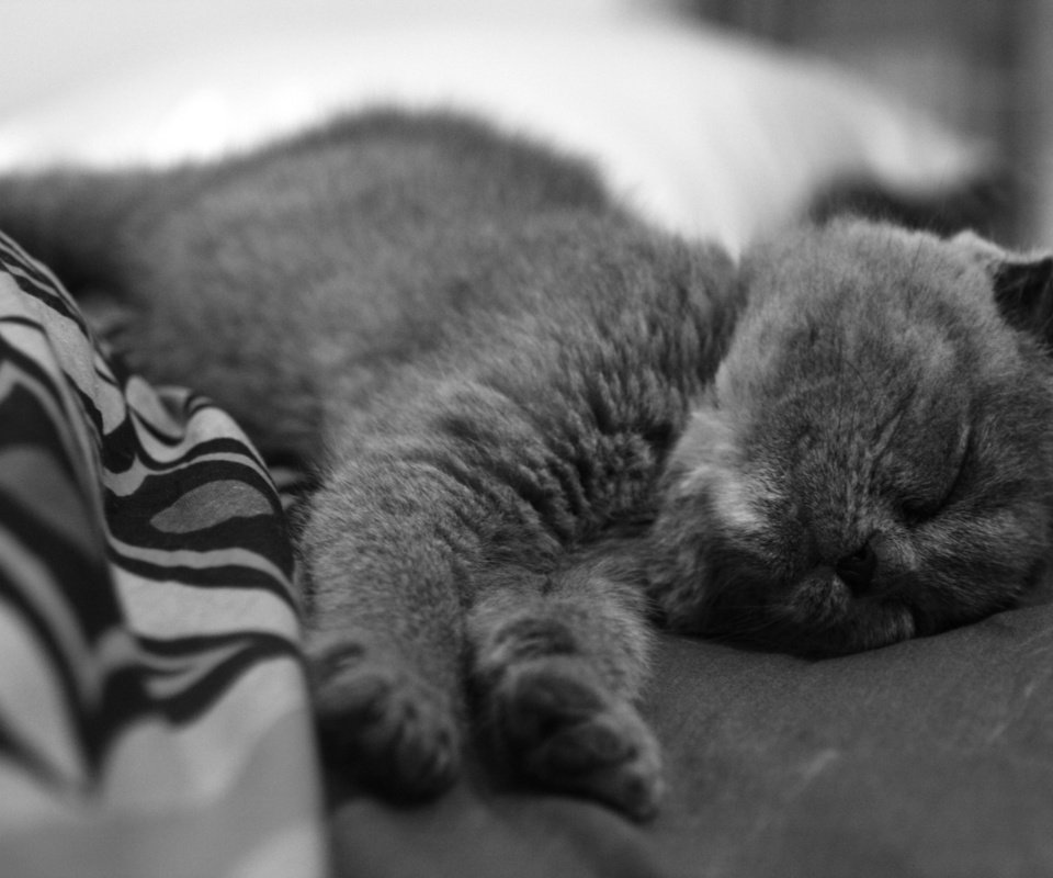 Обои кот, кошка, лапки, я устал, полосатое покрывало, cat, legs, i'm tired, striped blanket разрешение 1920x1280 Загрузить