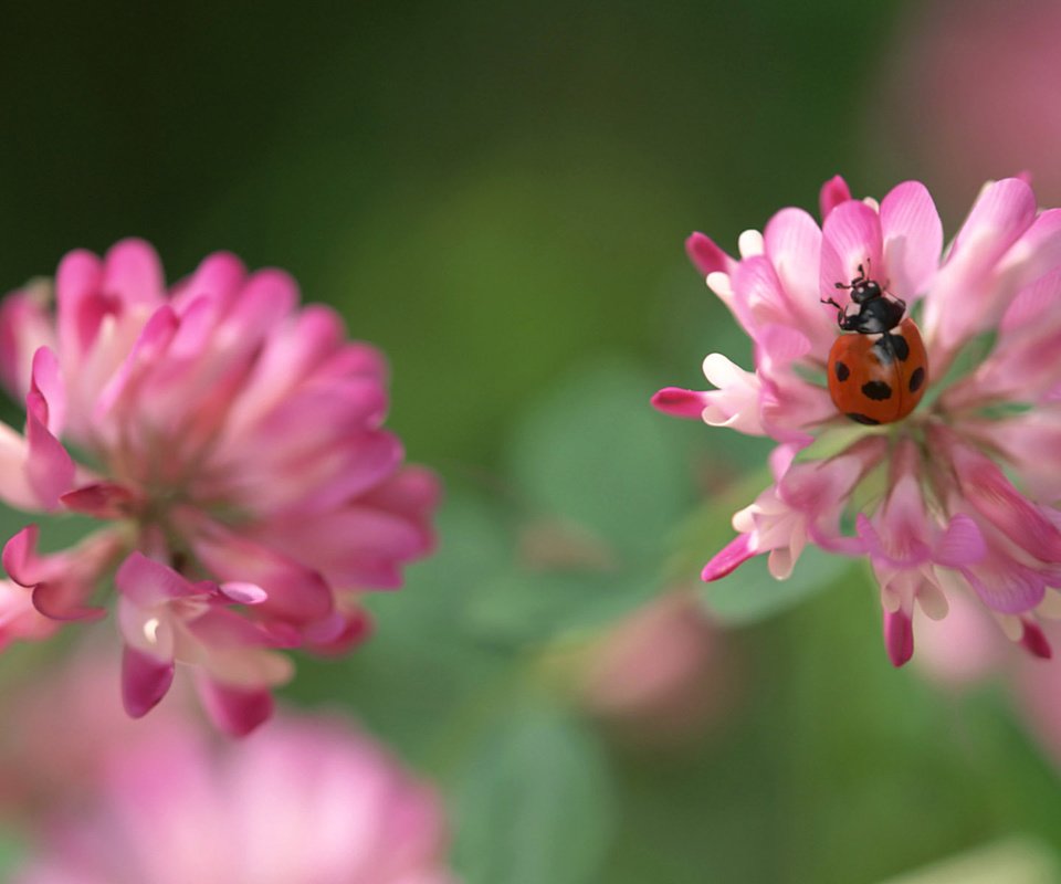 Обои клевер, насекомое, божья коровка, розовый, clover, insect, ladybug, pink разрешение 1920x1200 Загрузить