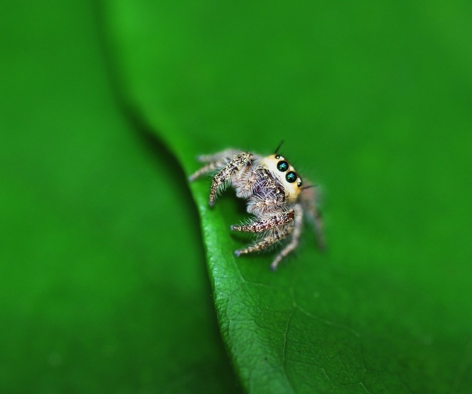 Обои глаза, маленький, лист, насекомые, паук, лапки, паучок, eyes, small, sheet, insects, spider, legs разрешение 1920x1200 Загрузить