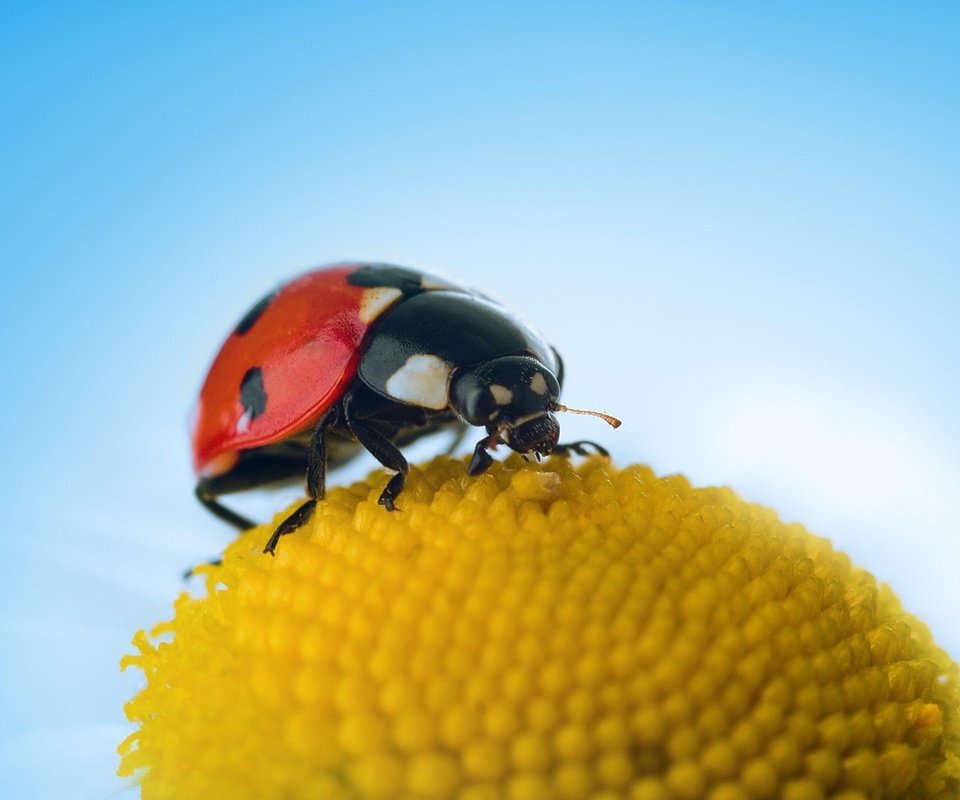 Обои небо, макро, цветок, насекомые, божья коровка, the sky, macro, flower, insects, ladybug разрешение 1920x1280 Загрузить