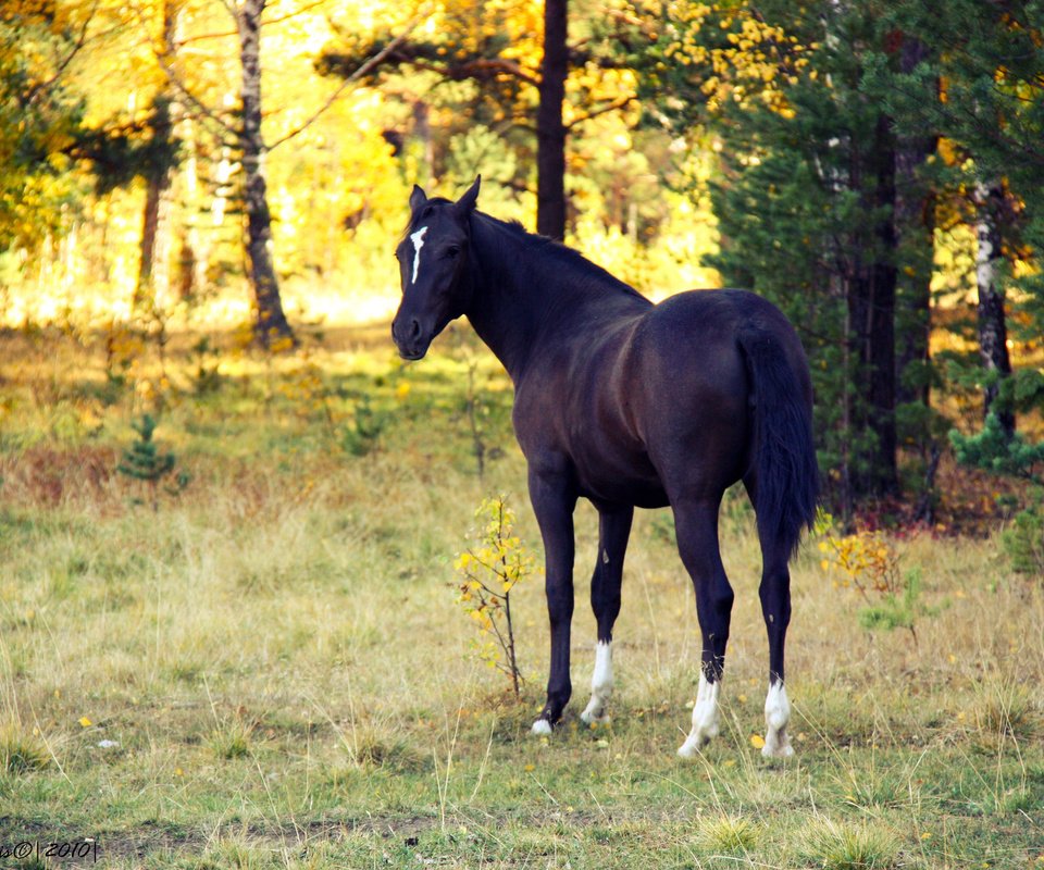 Обои лошадь, вечер, закат, осень, конь, белая метка, horse, the evening, sunset, autumn, white label разрешение 1920x1280 Загрузить