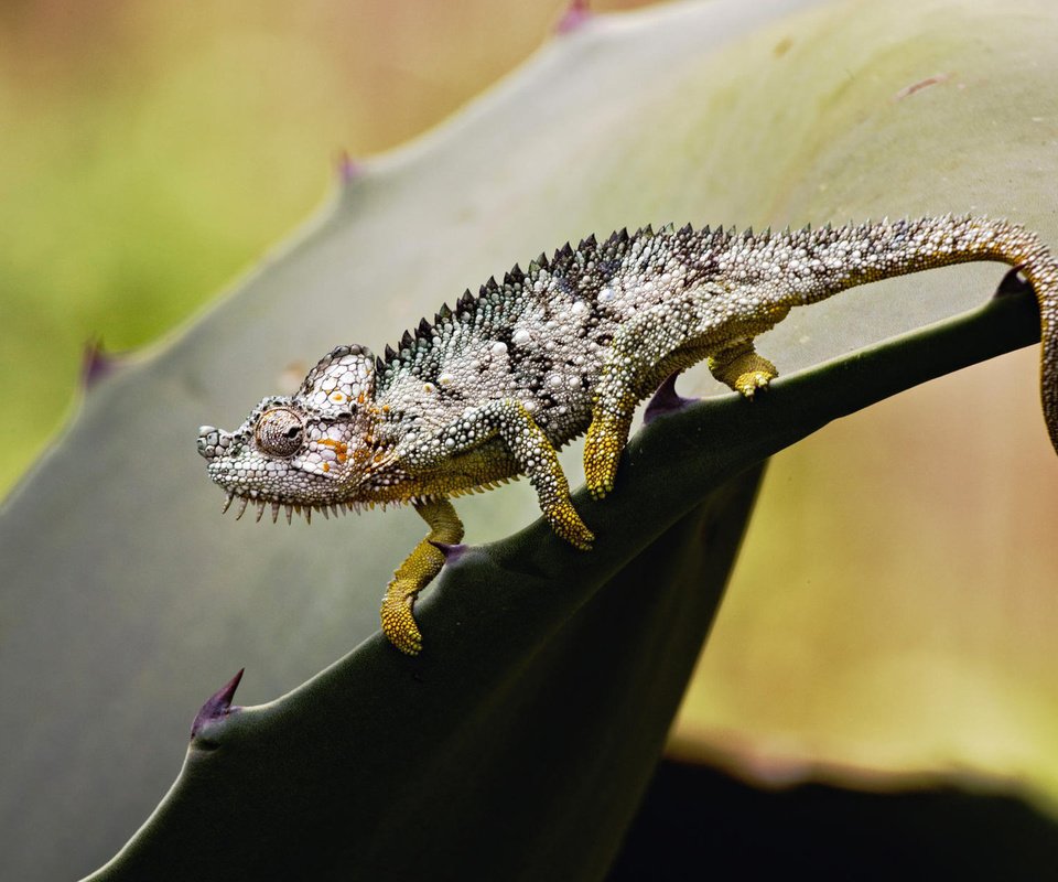 Обои лист, ящерица, колючки, растение, хамелеон, sheet, lizard, barb, plant, chameleon разрешение 1920x1200 Загрузить