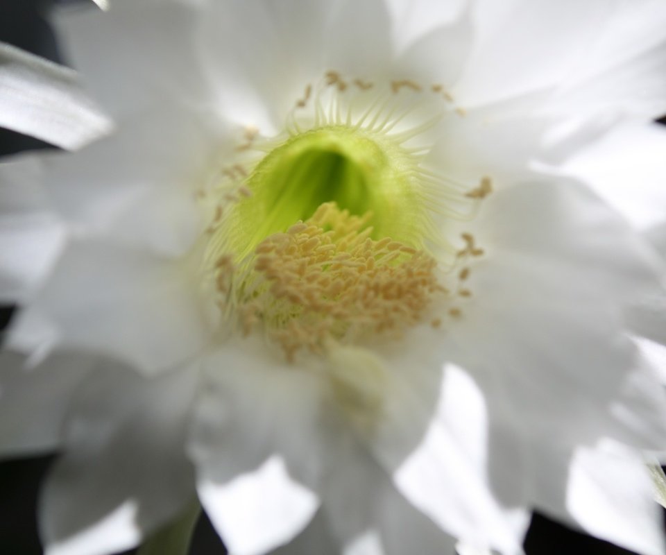 Обои цветок, лепестки, белый, нежный, кактус, flower, petals, white, gentle, cactus разрешение 1920x1280 Загрузить