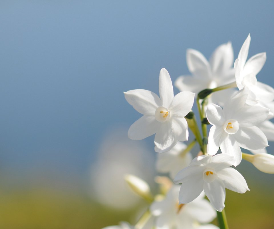 Обои белый, нарцисс, white, narcissus разрешение 1920x1275 Загрузить