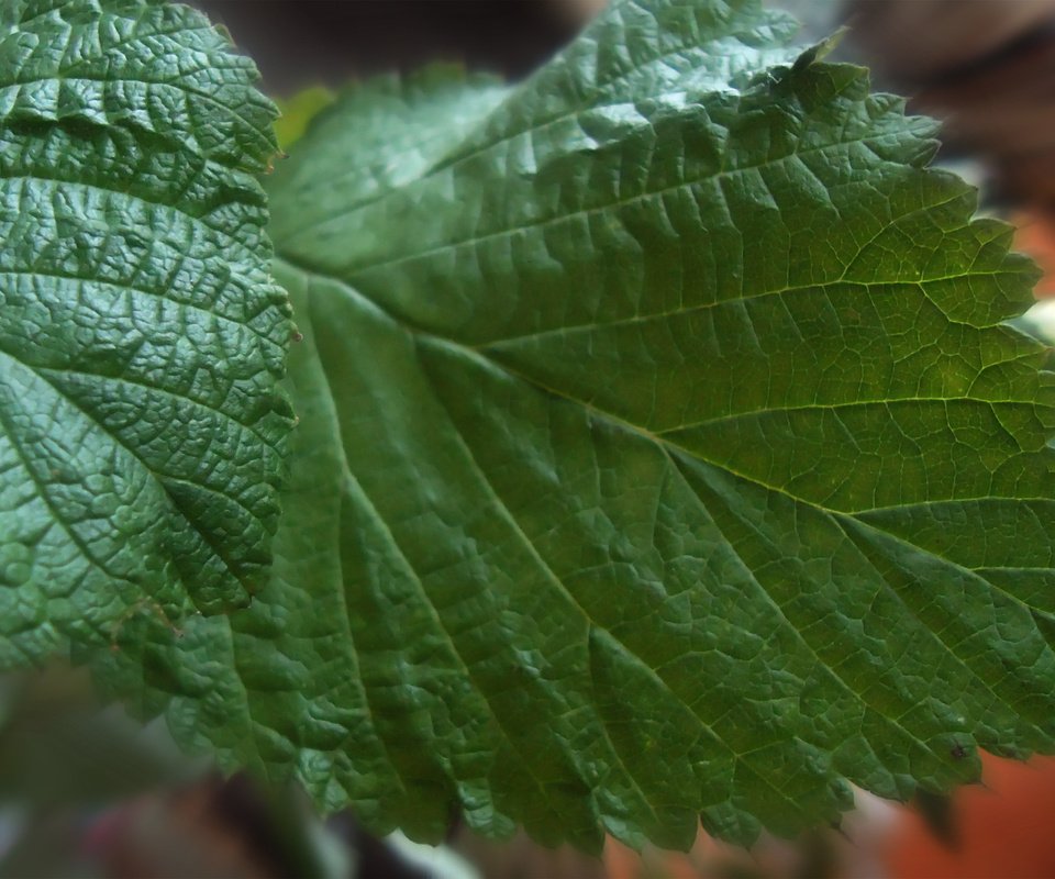 Обои крупный план, листья малины, close-up, raspberry leaves разрешение 2560x1600 Загрузить