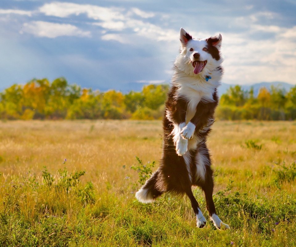 Обои поле, собака, прыжок, язык, бордер-колли, field, dog, jump, language, the border collie разрешение 1920x1280 Загрузить