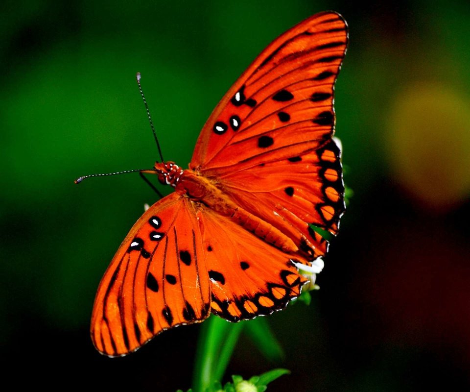 Обои бабочка, насекомые, butterfly, insects разрешение 1920x1200 Загрузить