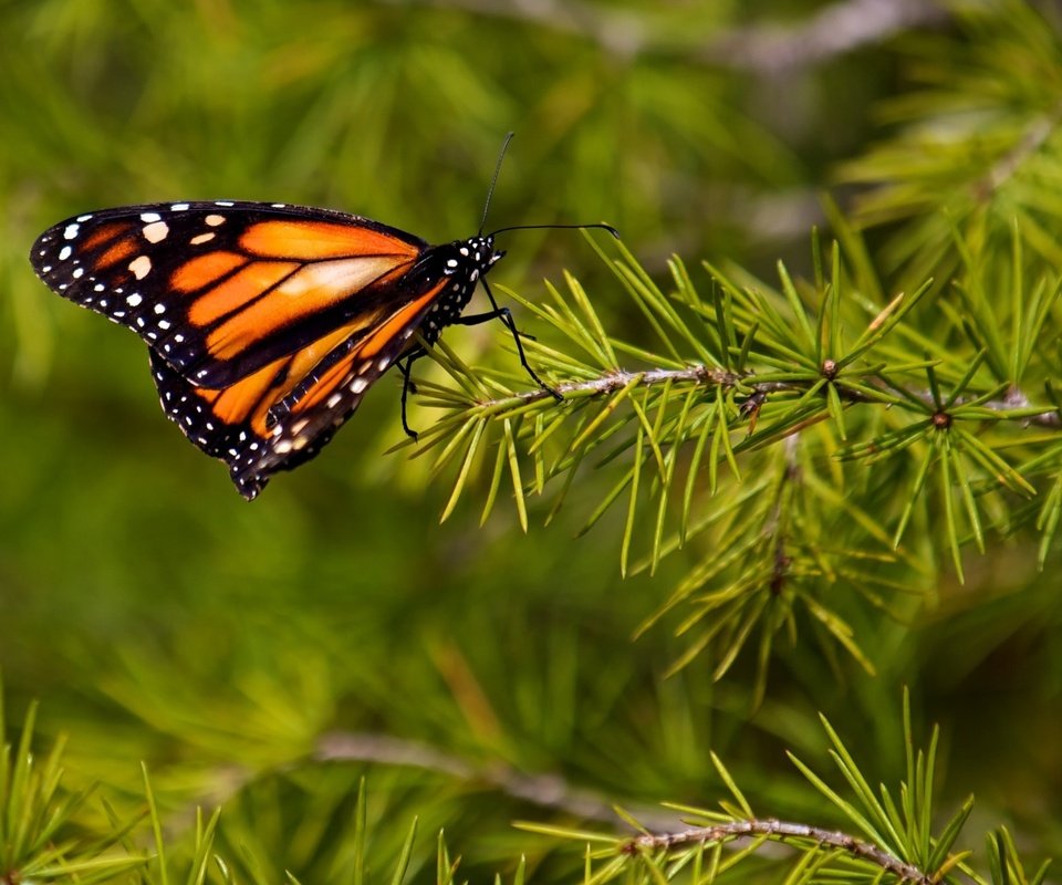 Обои природа, хвоя, насекомое, ветки, бабочка, крылья, монарх, nature, needles, insect, branches, butterfly, wings, monarch разрешение 2560x1600 Загрузить