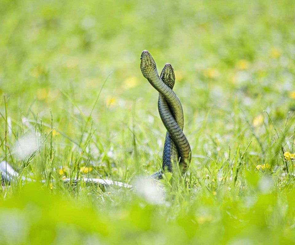 Обои трава, змеи, полевые цветы, рептилия, пресмыкающиеся, grass, snakes, wildflowers, reptile, reptiles разрешение 1920x1200 Загрузить