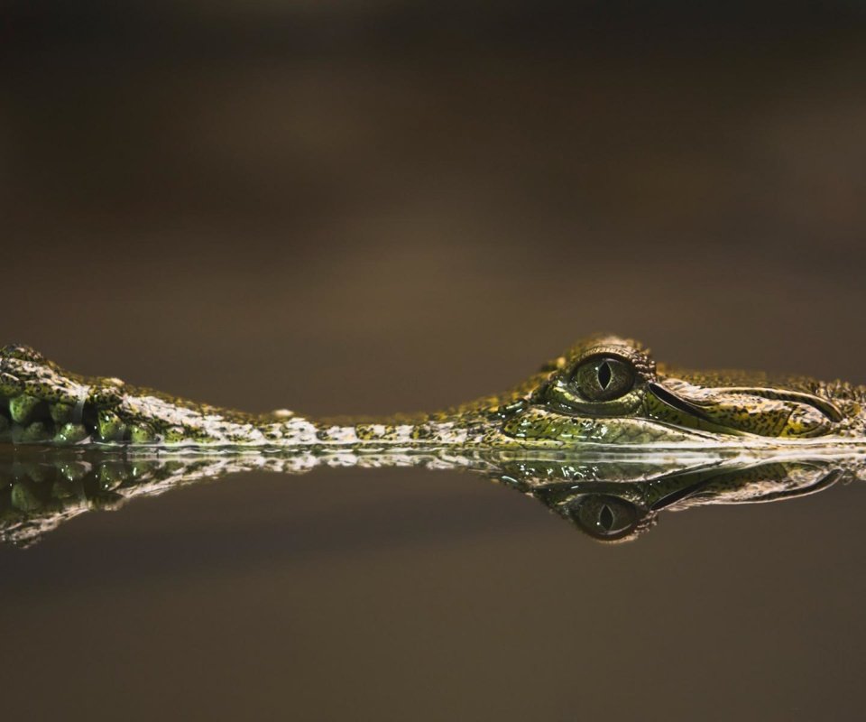 Обои вода, река, отражение, глаз, крокодил, пресмыкающиеся, water, river, reflection, eyes, crocodile, reptiles разрешение 1920x1200 Загрузить