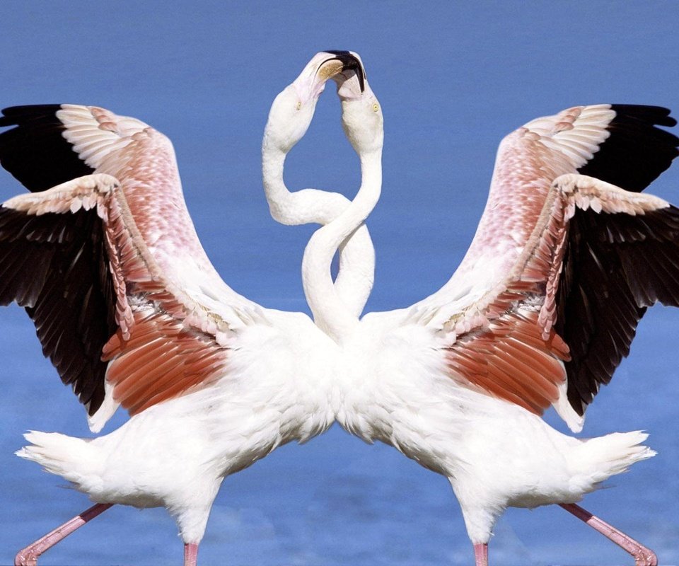 Обои фламинго, птицы, танец, flamingo, birds, dance разрешение 1920x1200 Загрузить