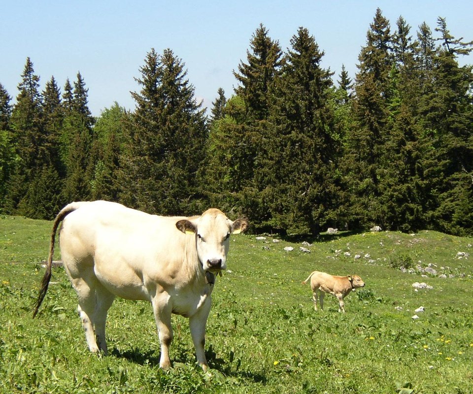 Обои трава, корова, телёнок, grass, cow, calf разрешение 1920x1200 Загрузить