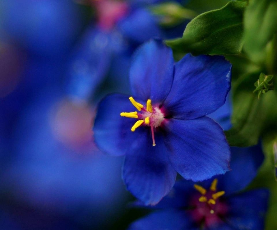 Обои макро, синий, цветок, размытость, красиво, macro, blue, flower, blur, beautiful разрешение 1920x1200 Загрузить