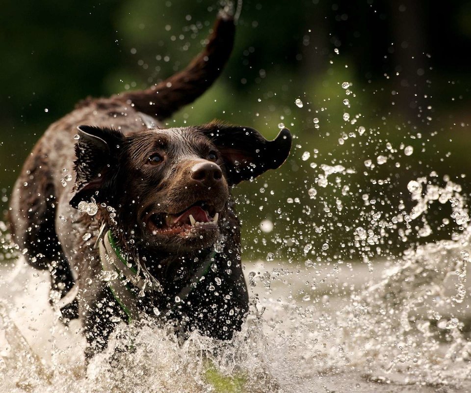 Обои вода, собака, брызги, лабрадор, ретривер, лабрадор ретривер, water, dog, squirt, labrador, retriever, labrador retriever разрешение 1920x1200 Загрузить