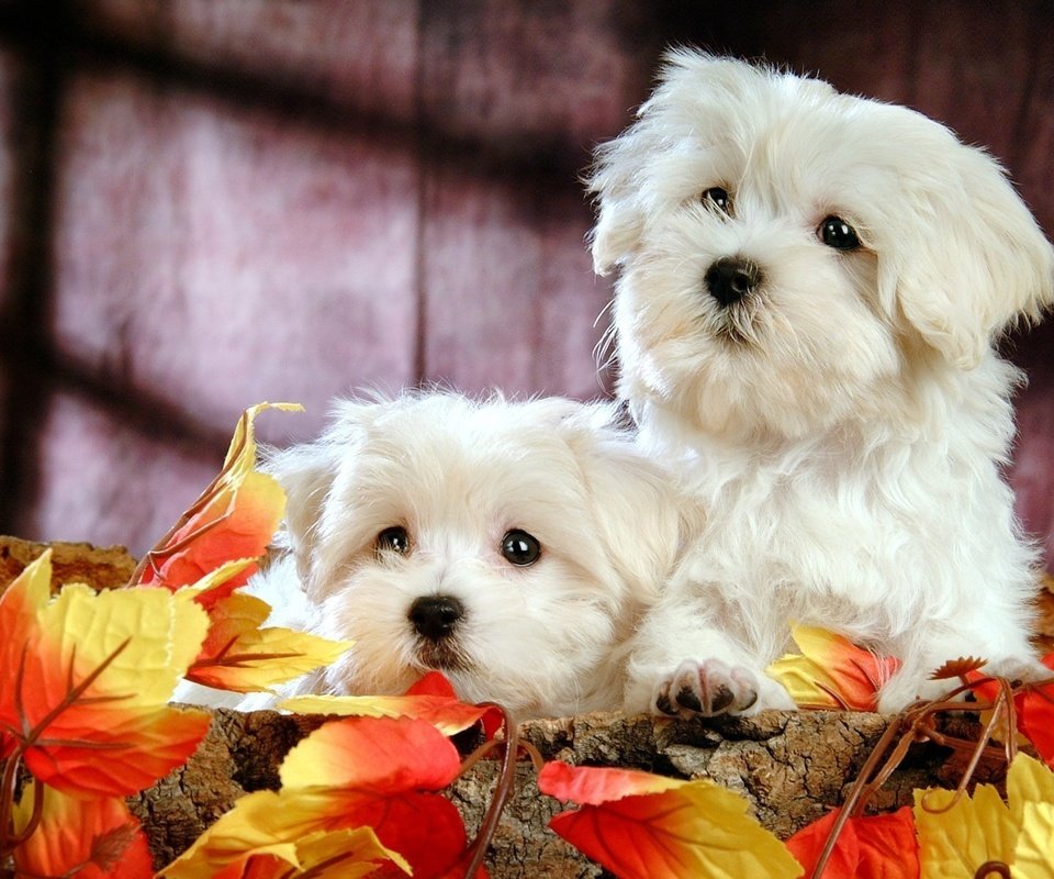 Обои листья, белые, щенки, leaves, white, puppies разрешение 1920x1200 Загрузить