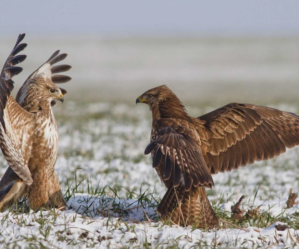 Обои орел, схватка, eagle, fight разрешение 1920x1200 Загрузить