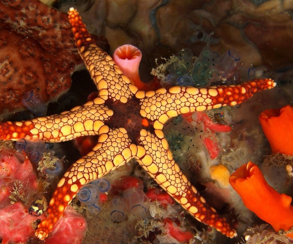 Обои морская звезда, риф, подводный мир, starfish, reef, underwater world разрешение 1920x1200 Загрузить