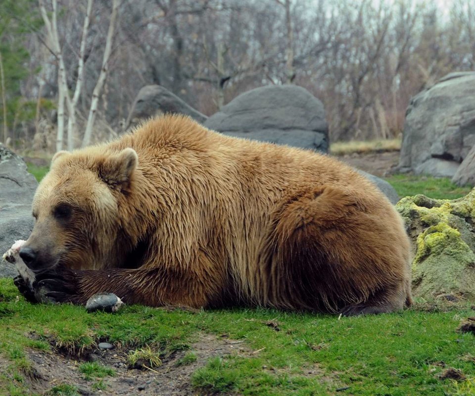 Обои природа, камни, медведь, хищник, гризли, nature, stones, bear, predator, grizzly разрешение 1920x1200 Загрузить