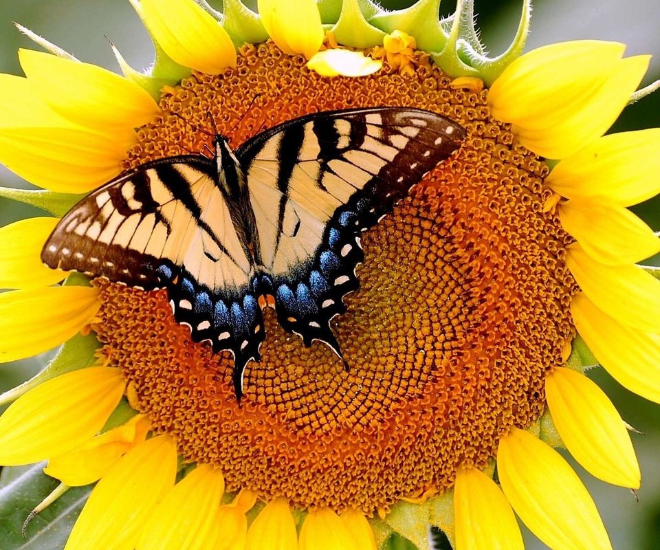 Обои бабочка, подсолнух, butterfly, sunflower разрешение 1920x1200 Загрузить