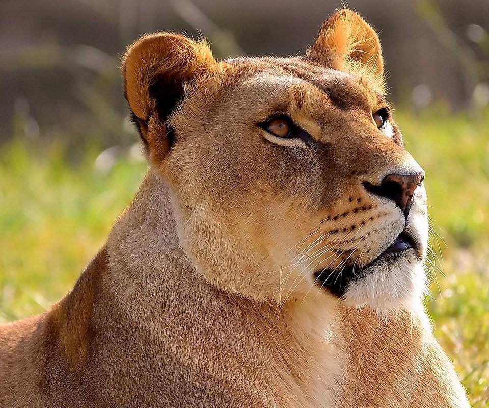 Обои морда, трава, хищник, большая кошка, лев, львица, face, grass, predator, big cat, leo, lioness разрешение 1920x1200 Загрузить
