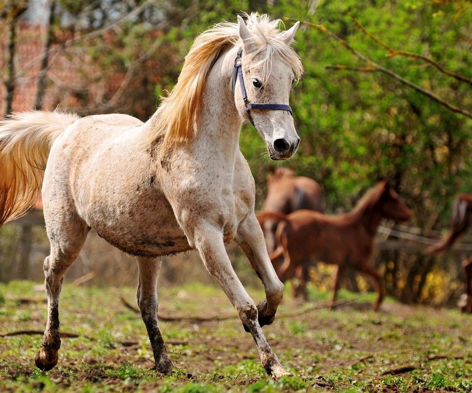 Обои лошадь, конь, грива, бег, копыта, horse, mane, running, hooves разрешение 1920x1200 Загрузить