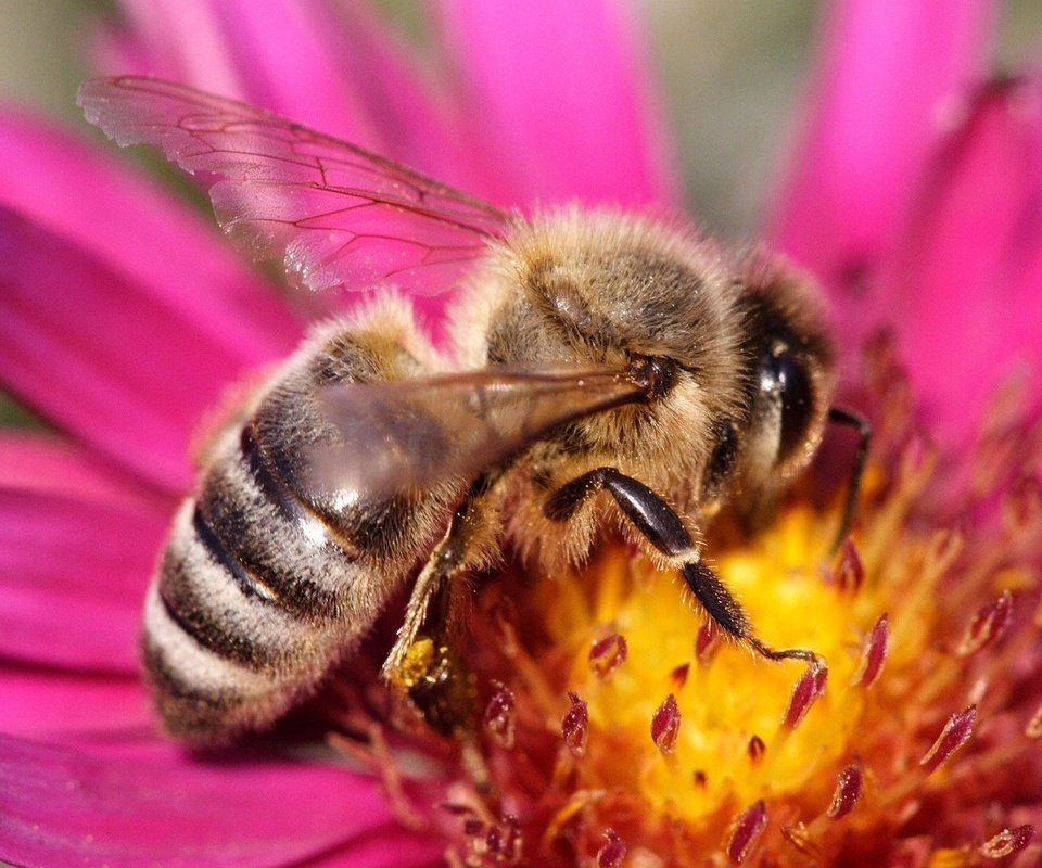 Обои цветок, бутон, пчела, нектар, flower, bud, bee, nectar разрешение 1920x1200 Загрузить