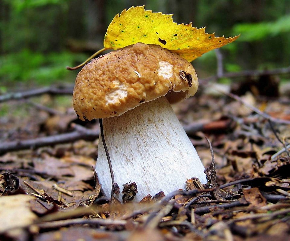 Обои лес, осень, лист, гриб, грибок, белый гриб, боровик, forest, autumn, sheet, mushroom, fungus, white mushroom, borovik разрешение 1920x1200 Загрузить