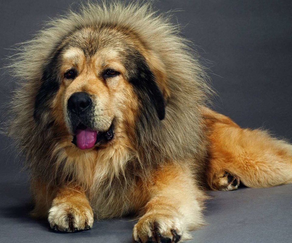 Обои собака, лежит, язык, мастиф, тибетский, dog, lies, language, mastiff, tibetan разрешение 1920x1200 Загрузить