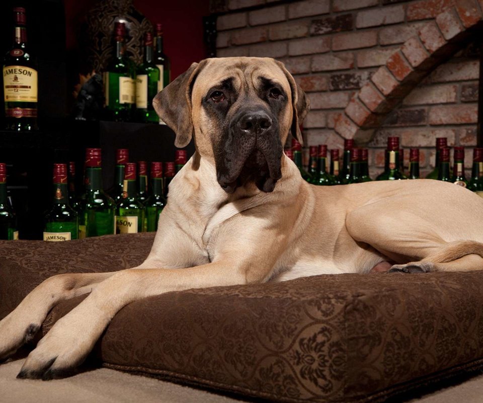 Обои собака, подушка, виски, мастиф, поэа, dog, pillow, whiskey, mastiff, poea разрешение 1920x1200 Загрузить